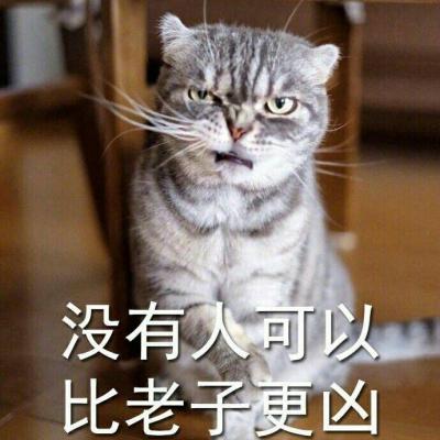 奶凶猫咪带字高清头像