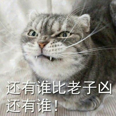 奶凶猫咪带字高清头像