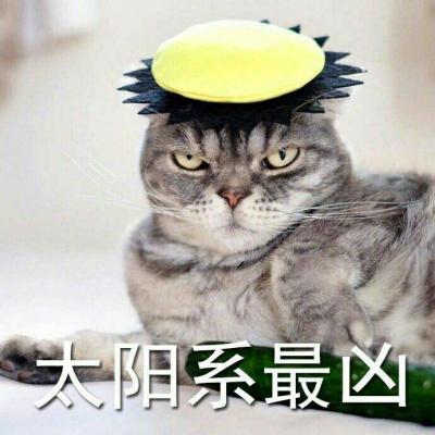 奶凶猫咪带字高清头像