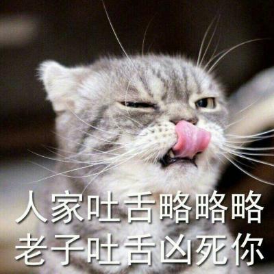 奶凶猫咪带字高清头像