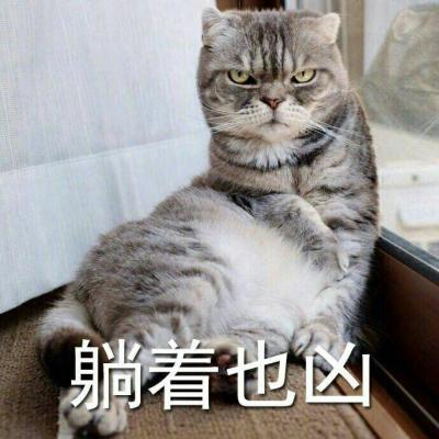 奶凶猫咪带字高清头像