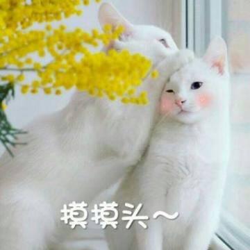 猫咪高清带字可爱头像