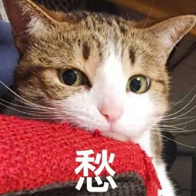 猫咪高清带字可爱头像