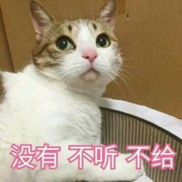 猫咪高清带字可爱头像