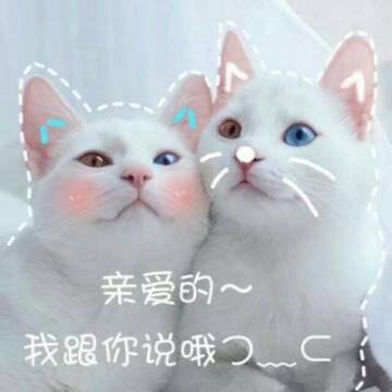 猫咪高清带字可爱头像