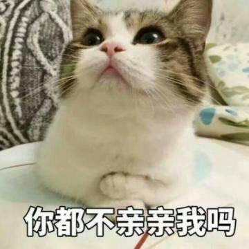 猫咪高清带字可爱头像