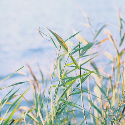 唯美治愈系意境适合永久不换的风景头像图片