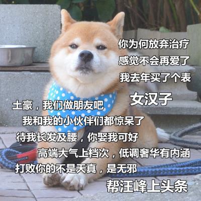 搞笑狗狗带字头像图片