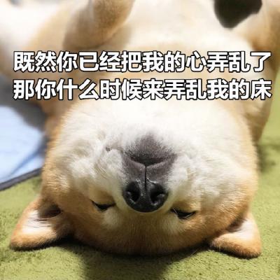 搞笑狗狗带字头像图片