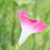 牵牛花唯美头像