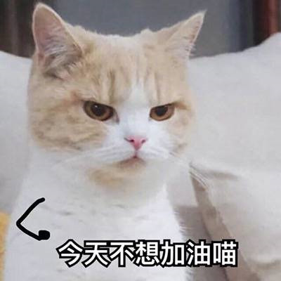 闺蜜情侣一左一右可爱猫咪头像