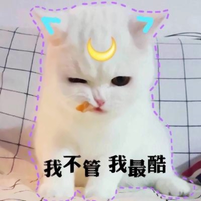 可爱的大眼萌猫头像