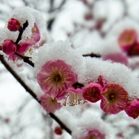 梅花雪中头像图片