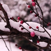 梅花雪中头像图片