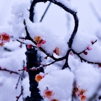 梅花雪中头像图片