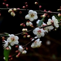 梅花雪中头像图片