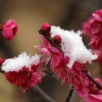 梅花雪中头像图片