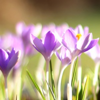 微信花朵清新淡雅头像图片