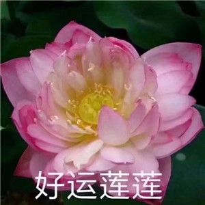 莲花荷花高清头像图片