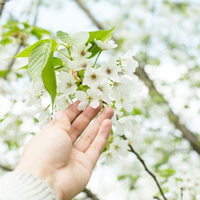 微信唯美小清新静物头像图片